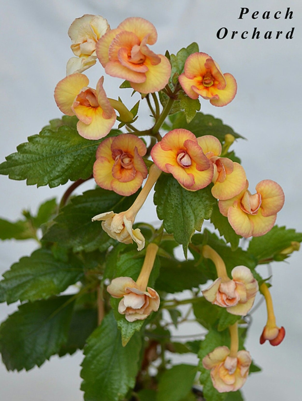 Ахименес Пич Орхард