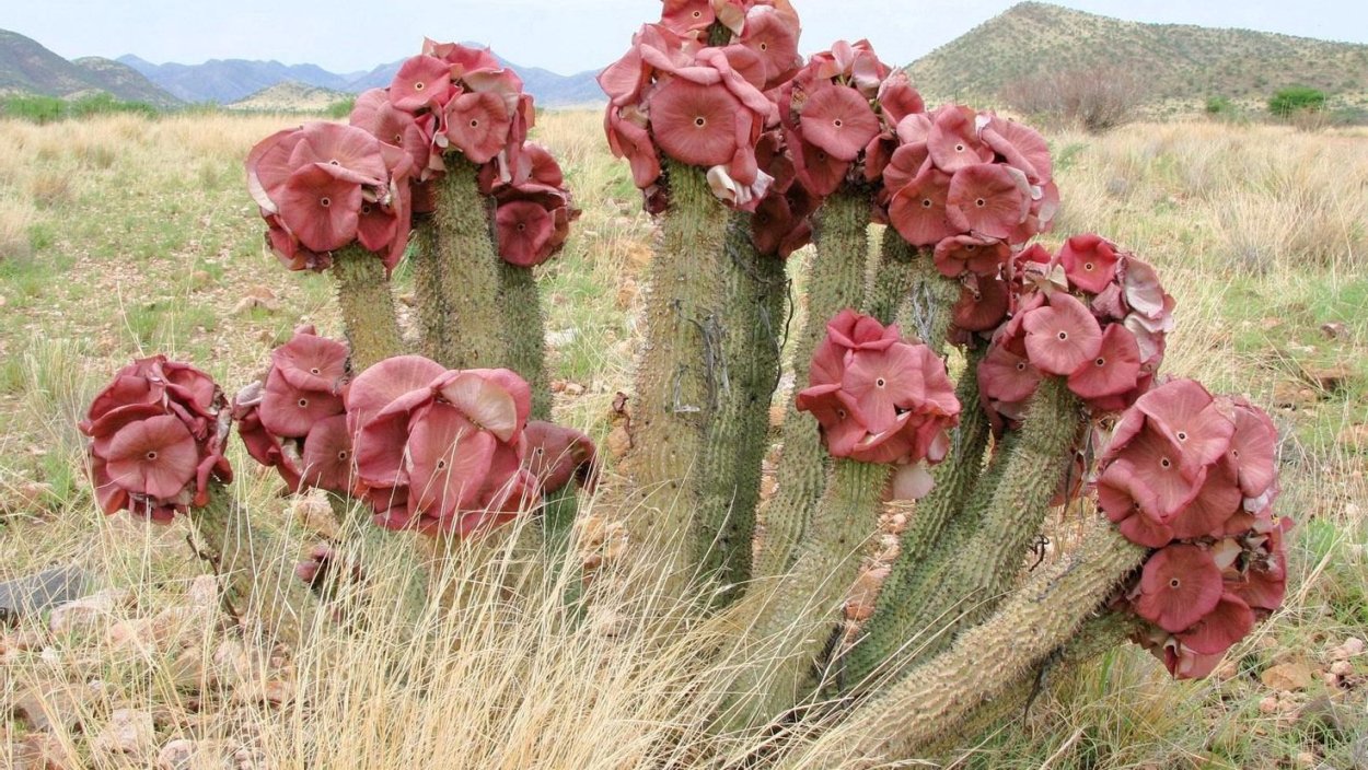 Украшение на стену макраме