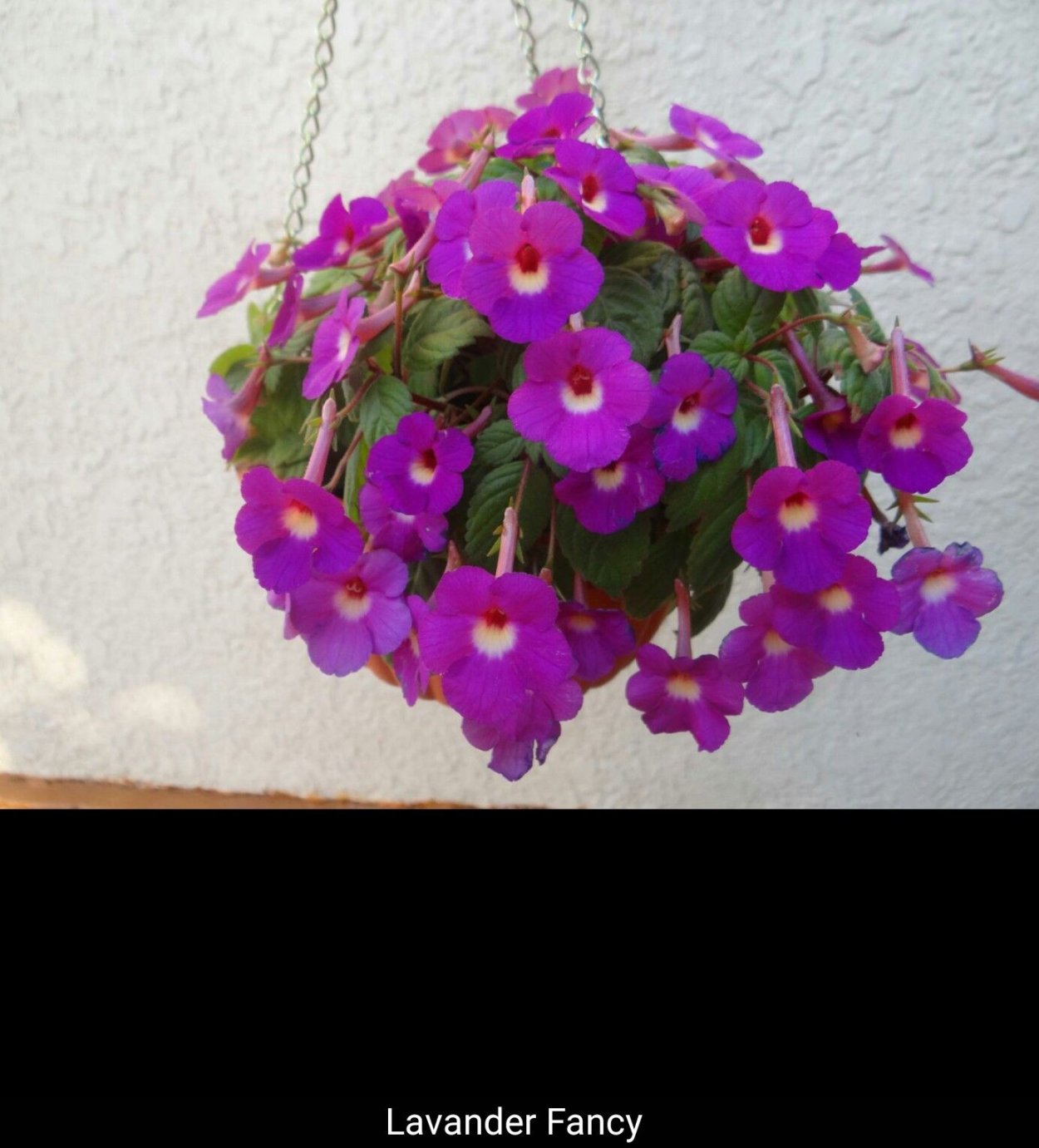 Ахименес Лавендер Фэнси