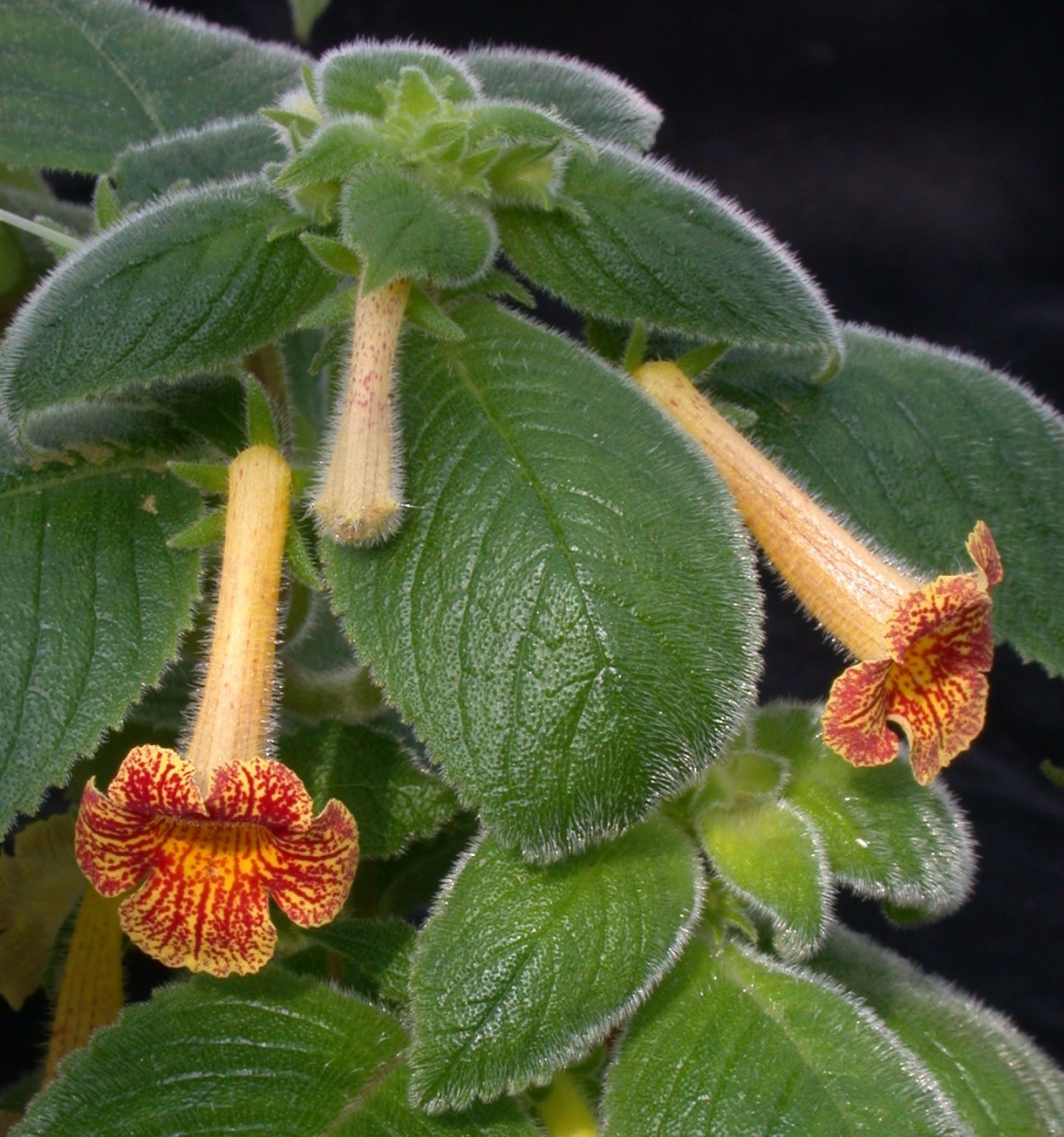 Ахименес antirrhina