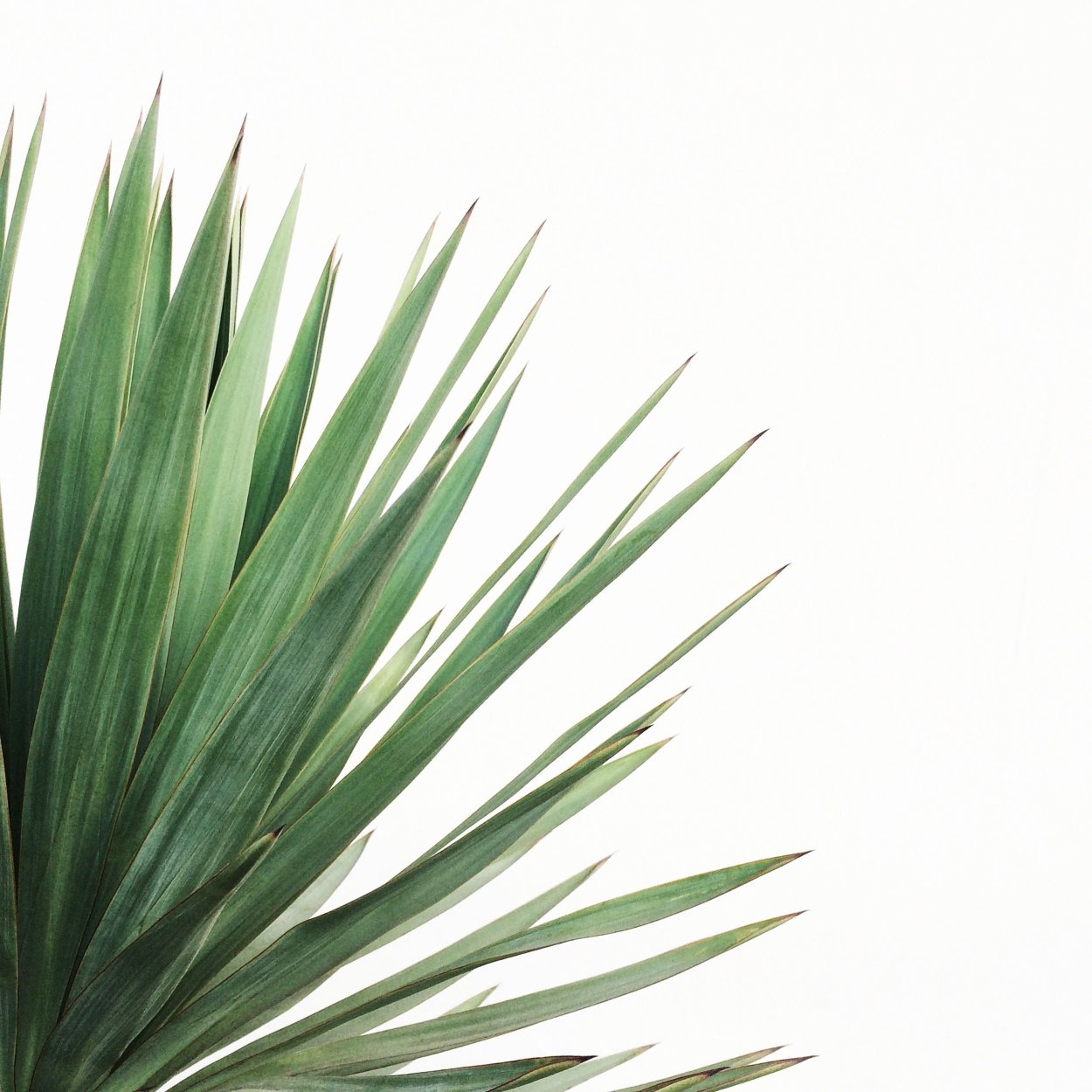 Вяленая рыба Юкола