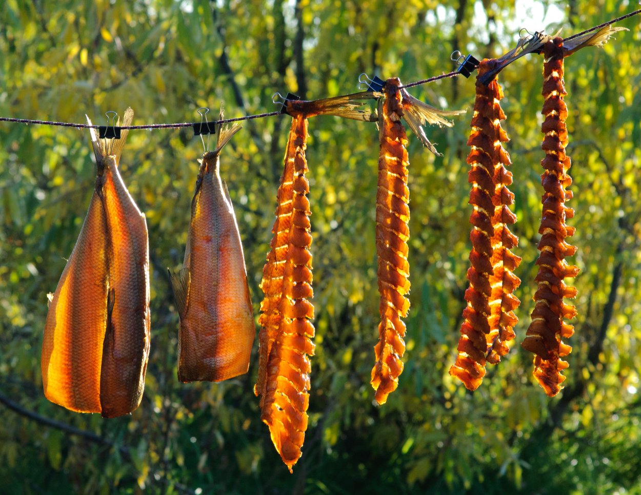 Кактусы Эстетика