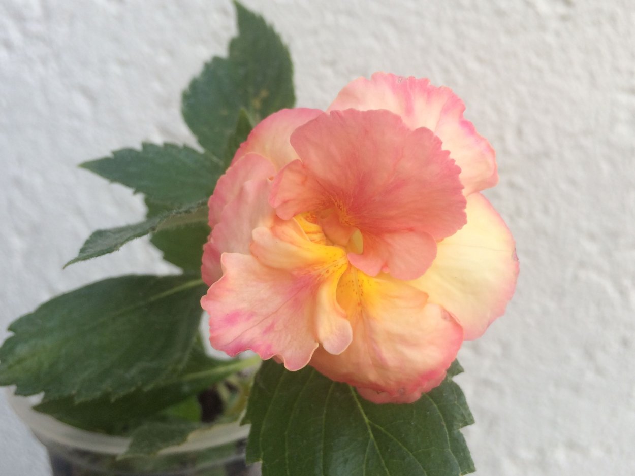 Ахименес Blue Hurricane