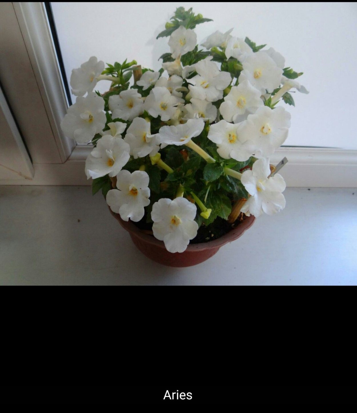 Ахименес Aries