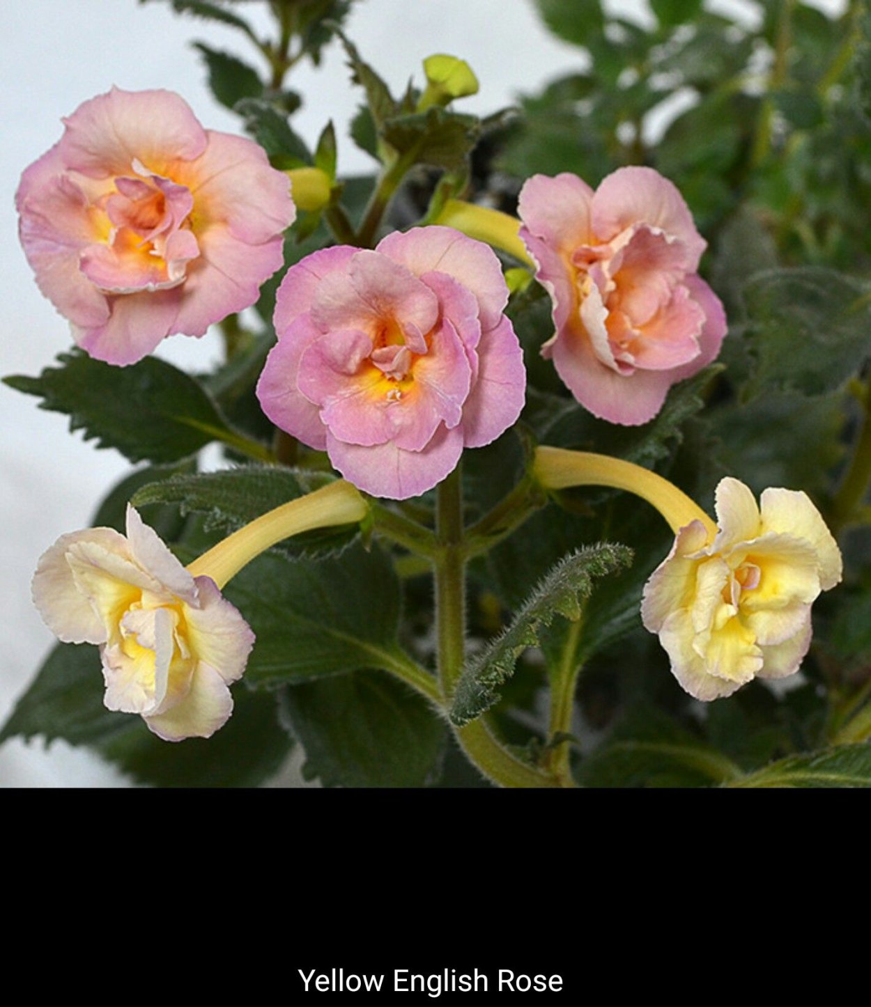 Ахименес Еллоу Инглиш Розе