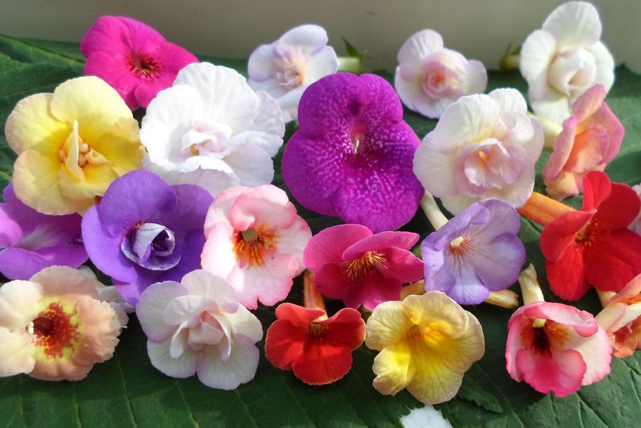 Ахименес сиреневый ампельный