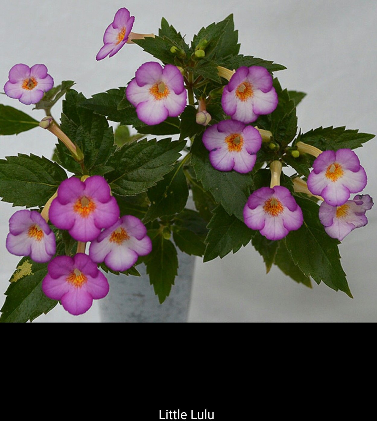 Ахименес little Lulu