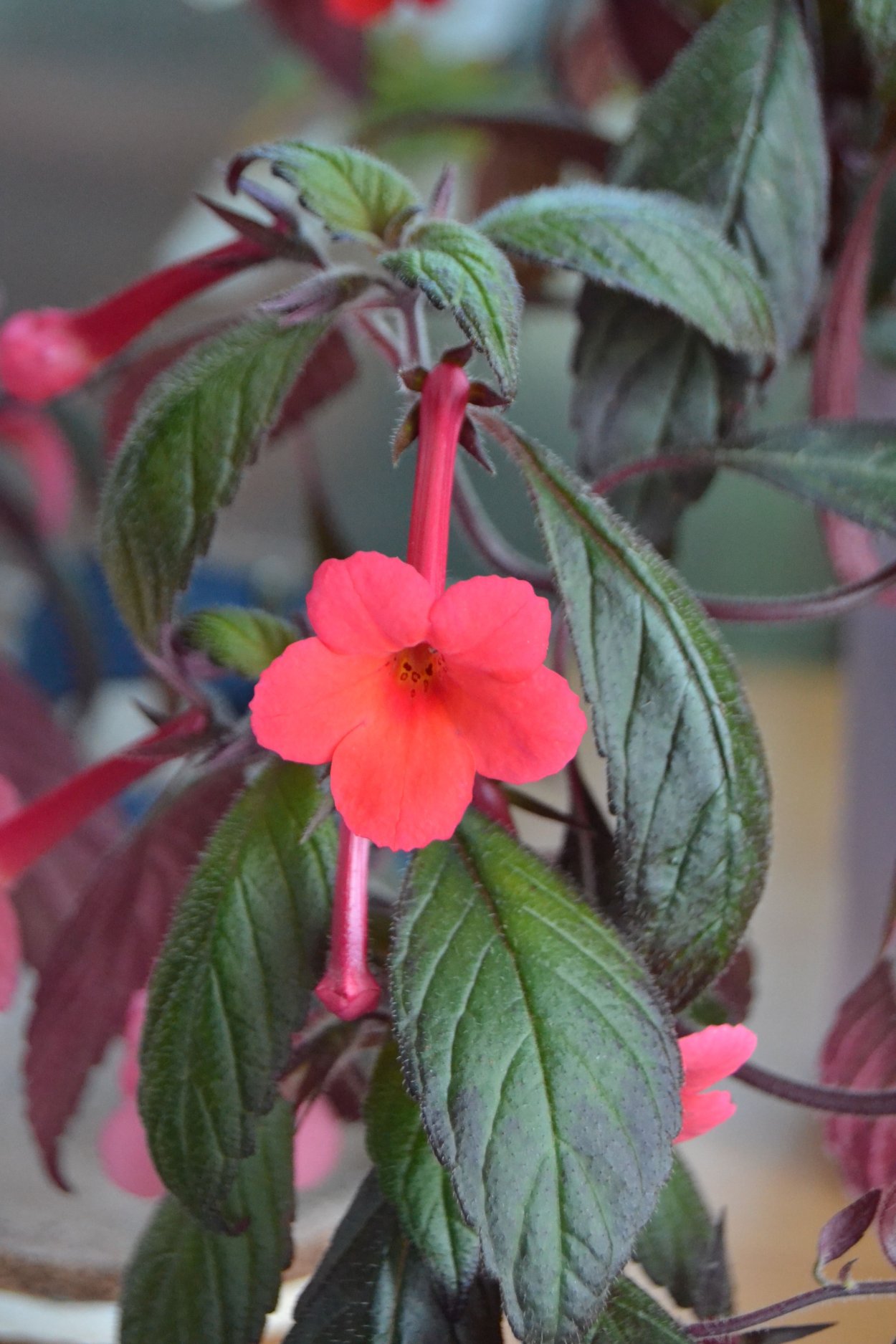 Растение ахименес