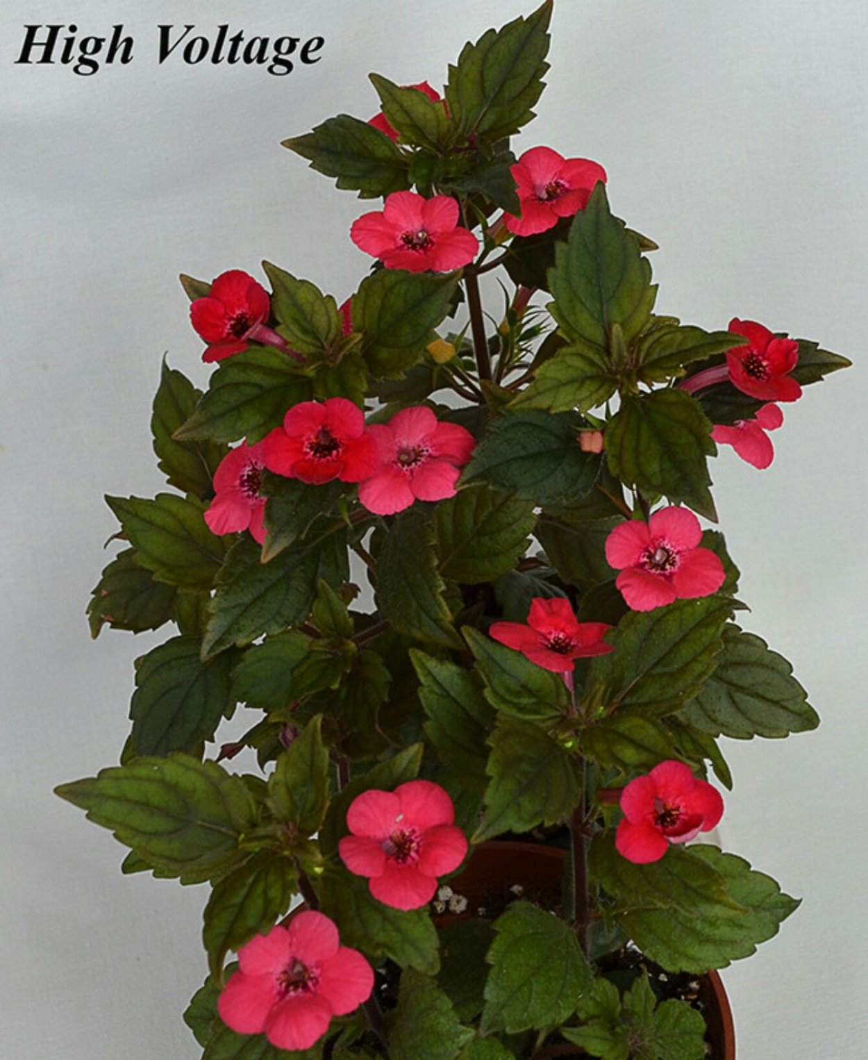 Ахименес красный