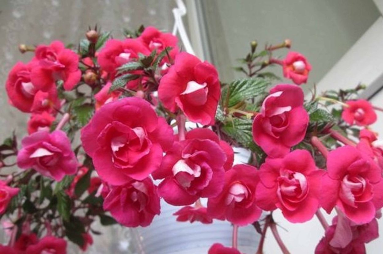 Ахименес цветок комнатный