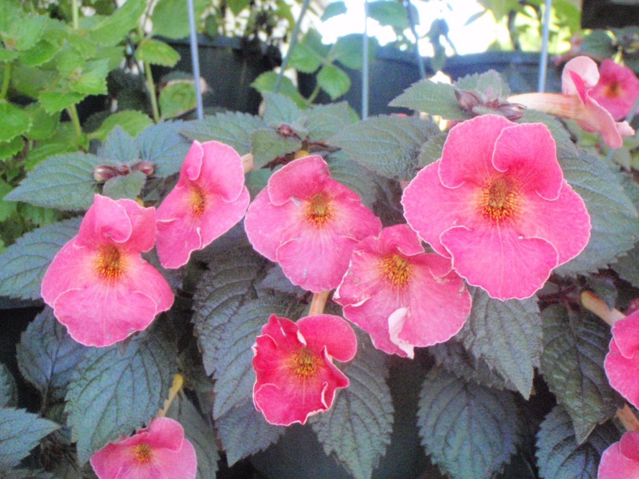 Ахименес Георгий Хаус