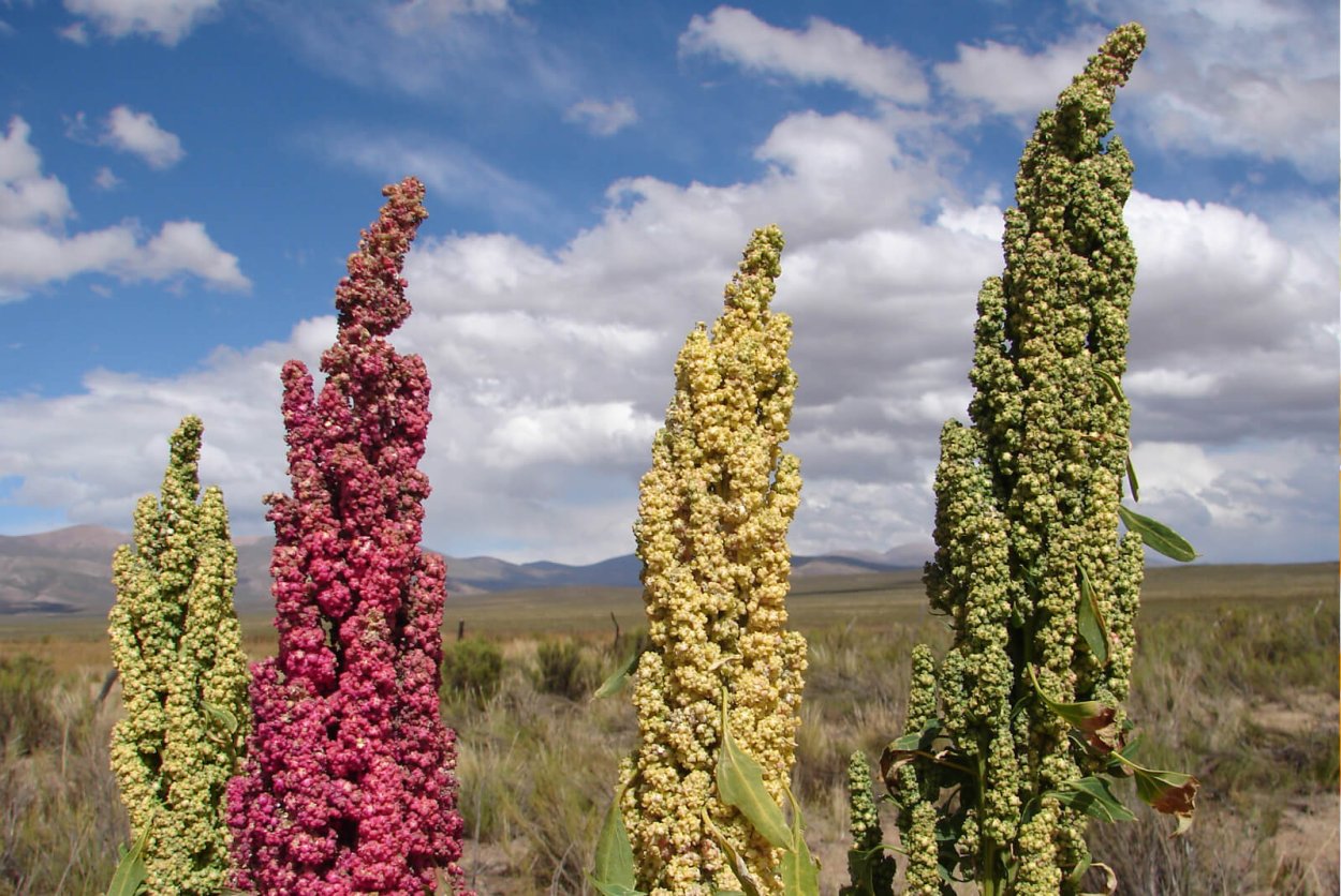 АИР болотный корневая система