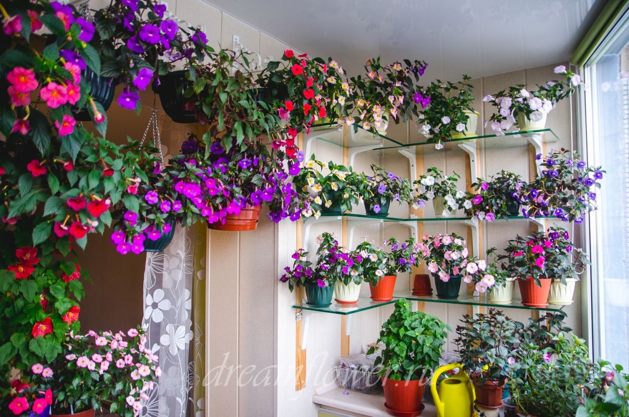 Ахименесы на подоконниках