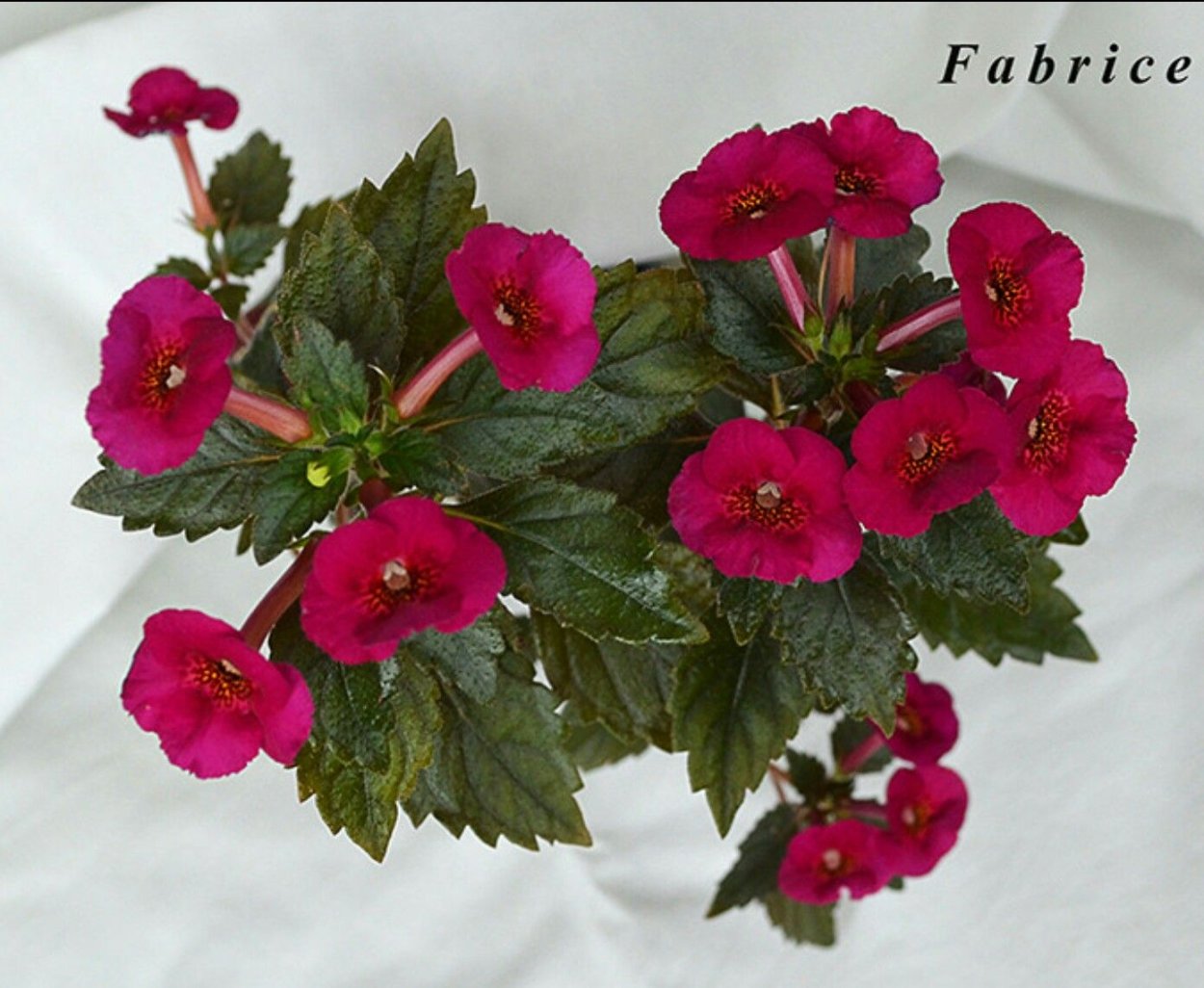 Ахименес African Violet фото