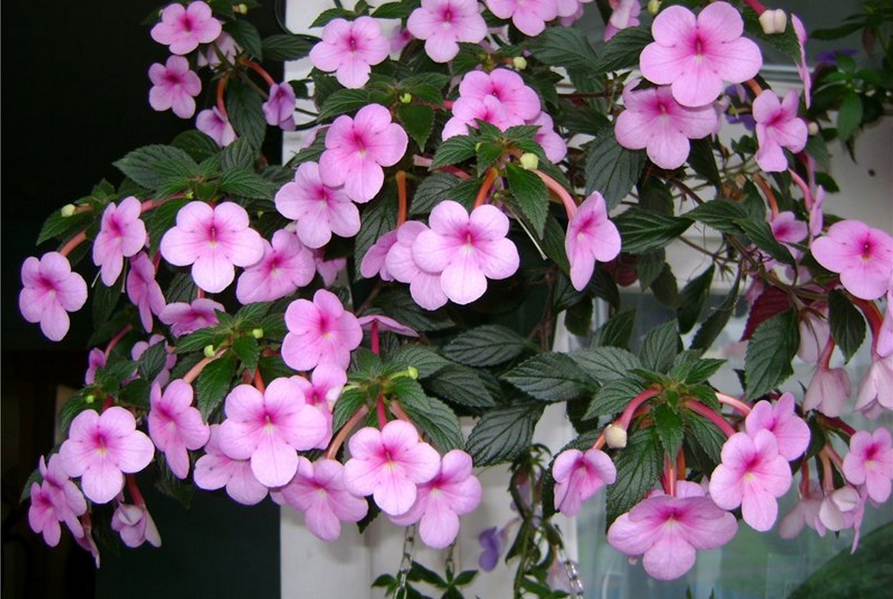 Ахименес цветок комнатный