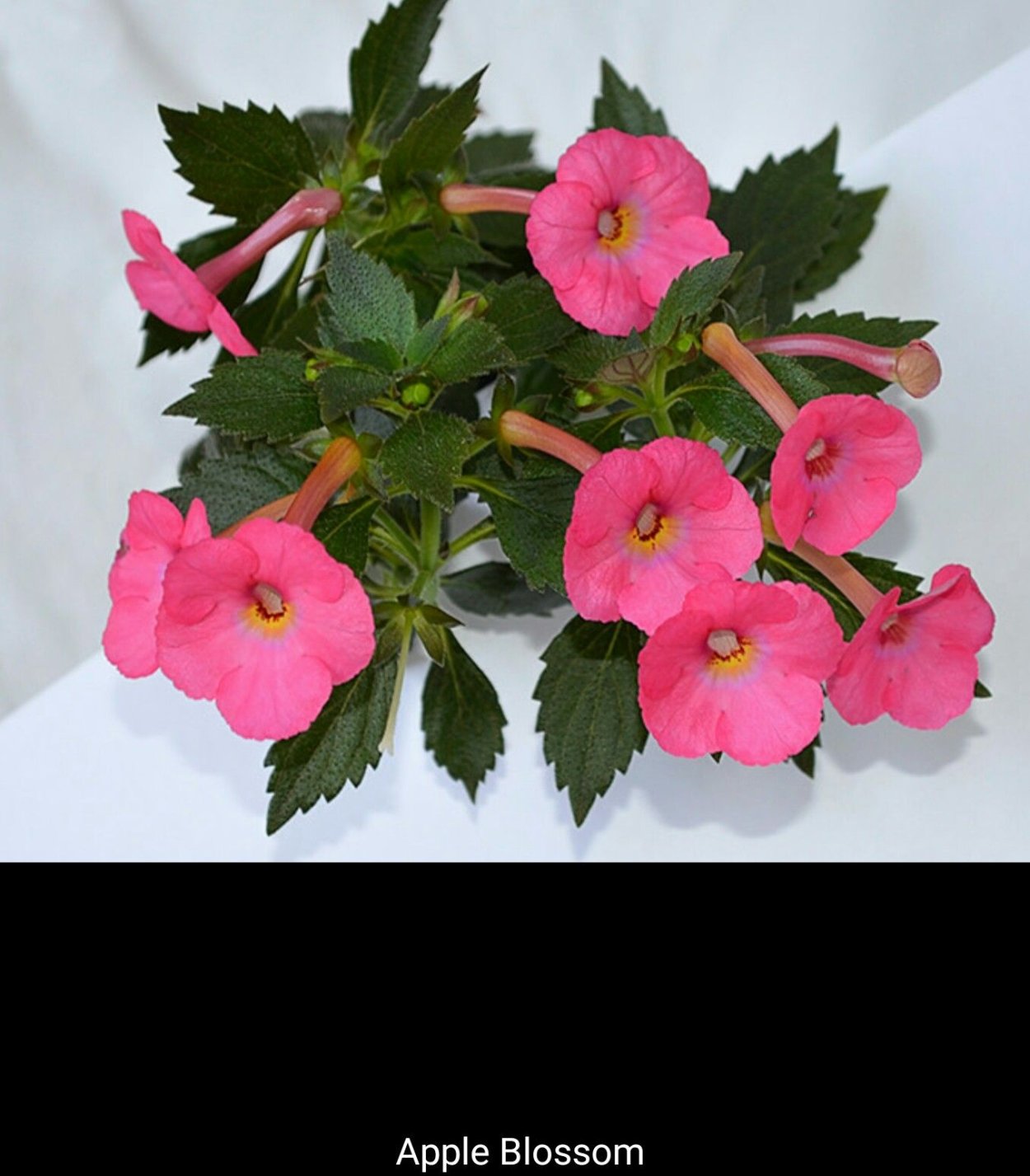 Ахименес Эппл блоссом