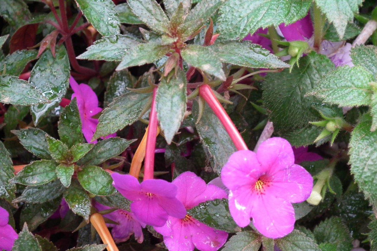 Бальзамин ахименес