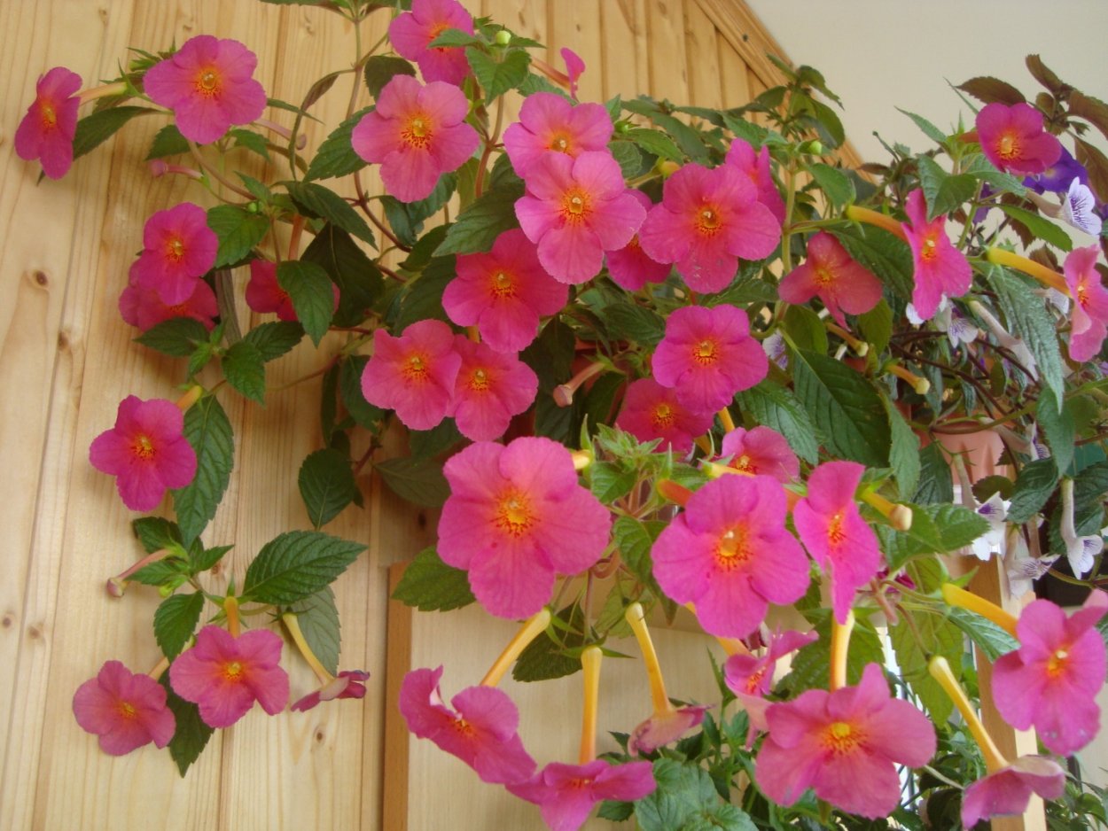 Ахименес Ice Tea