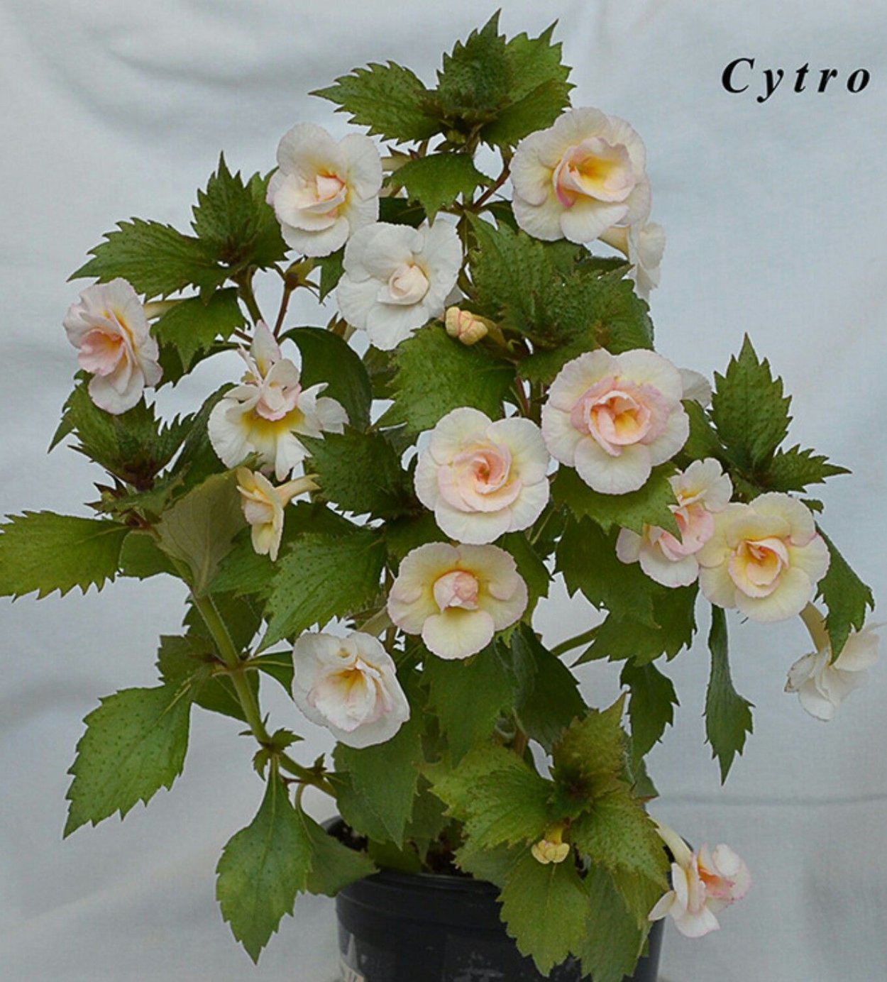 Ахименес Cytro