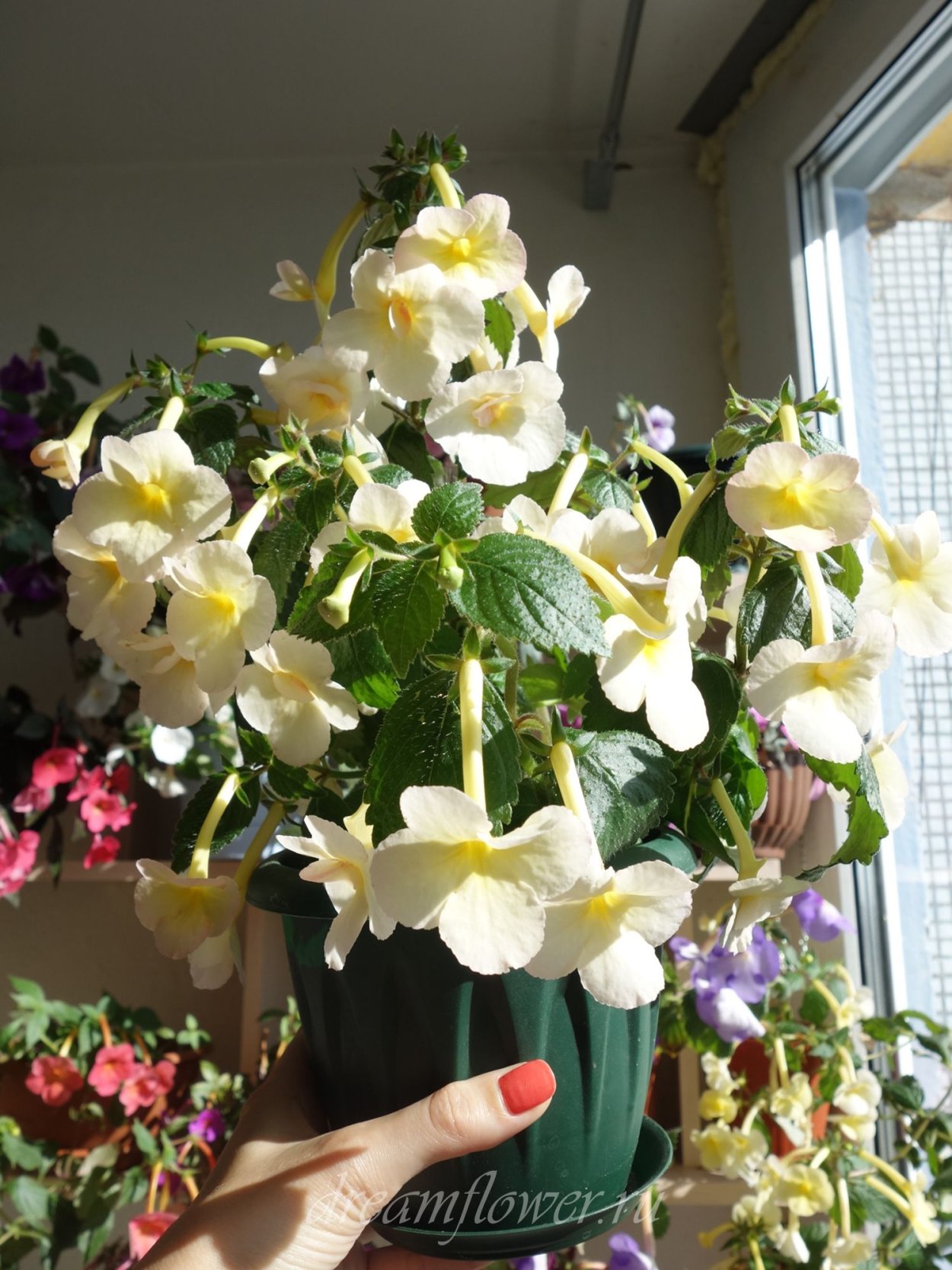 Ахименес Santiano