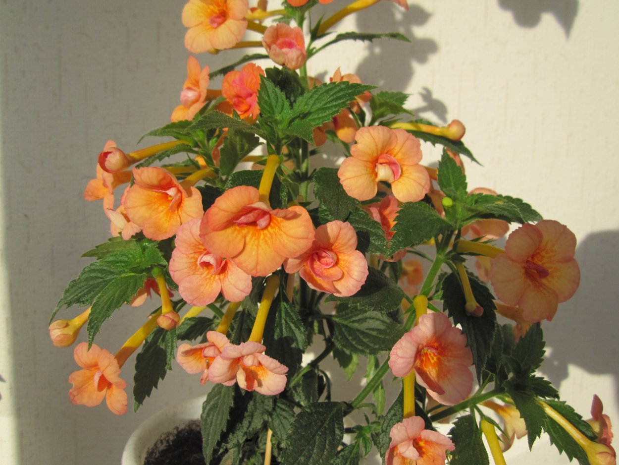 Ахименес Peach Orchard