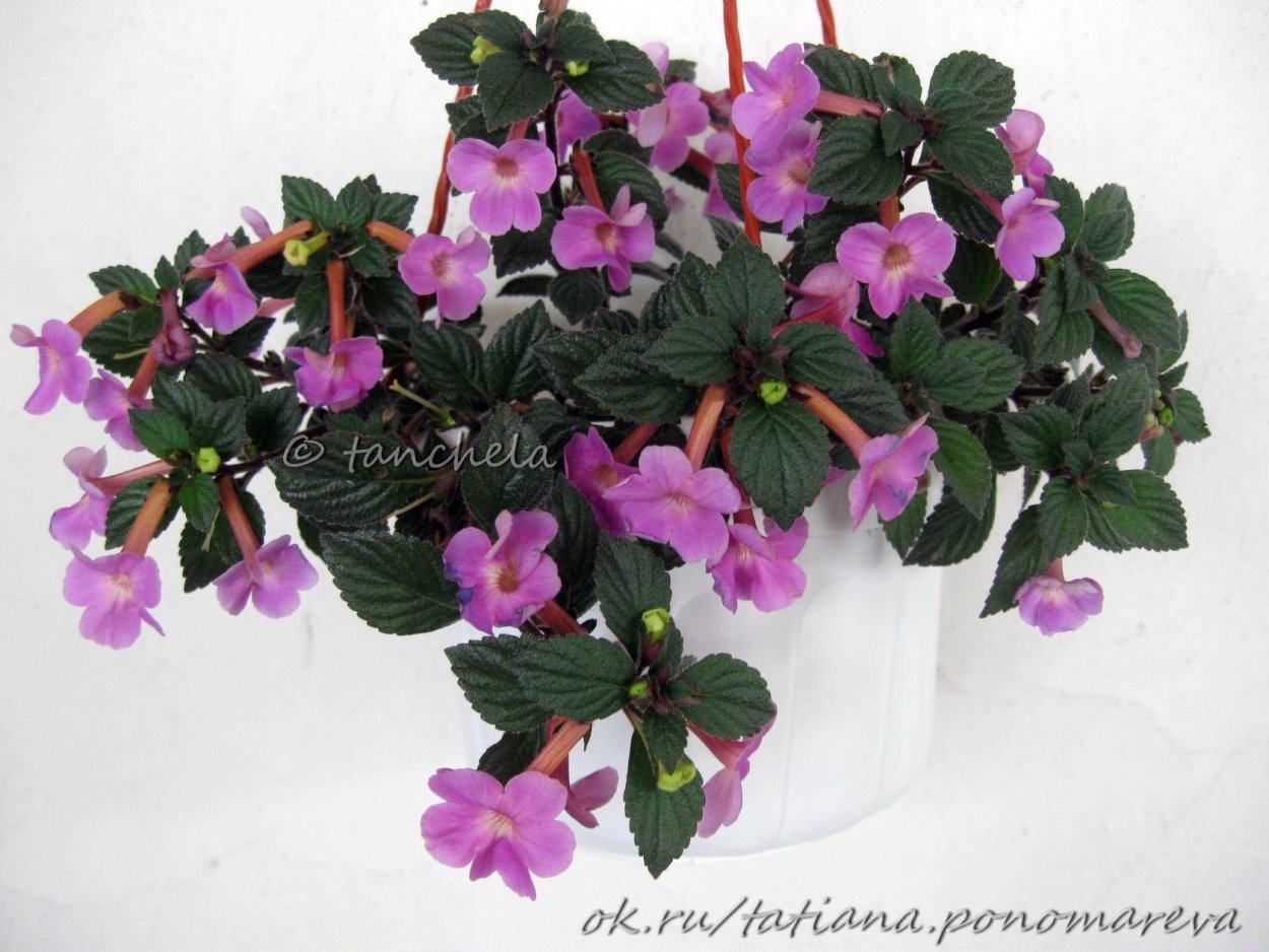 Петит Николь ахименес фото