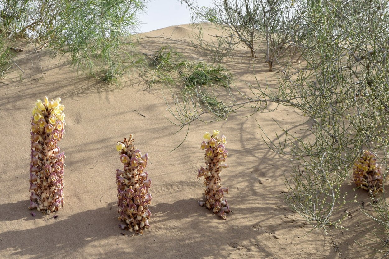 Нивхи рыболовство