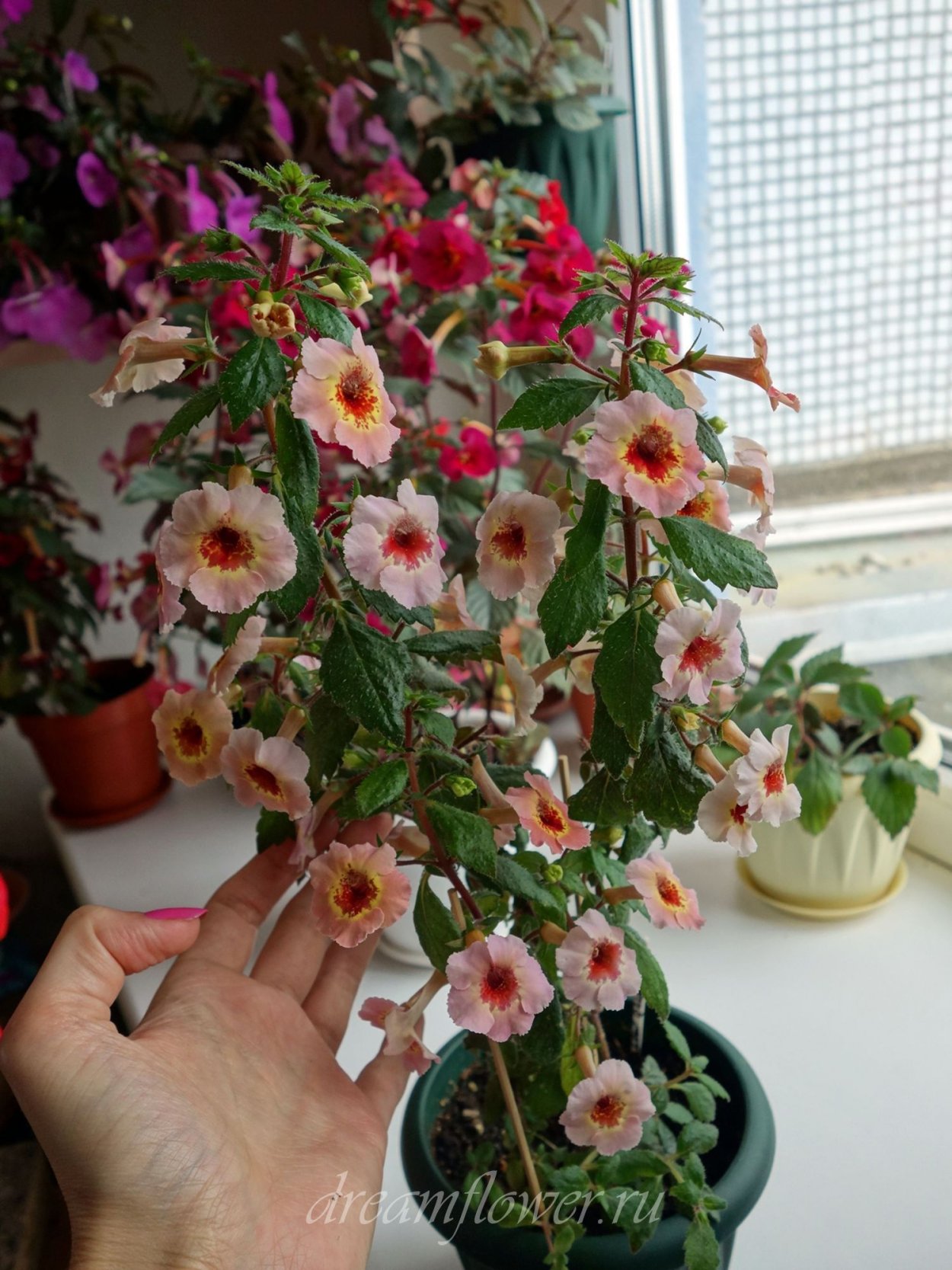 Ахименес Yellow Queen