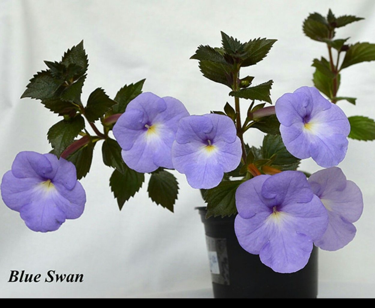 Ахименес Блю Сван