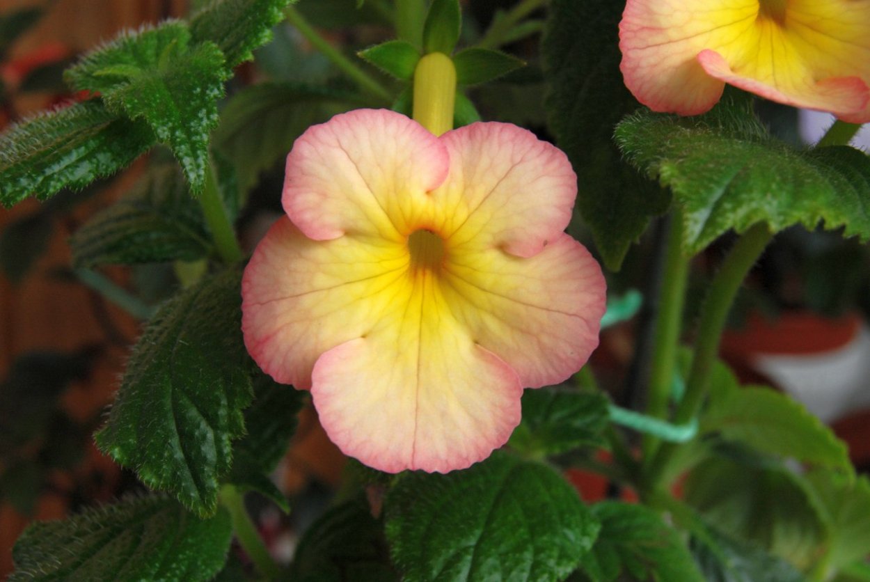 Ахименесы amie Saliba