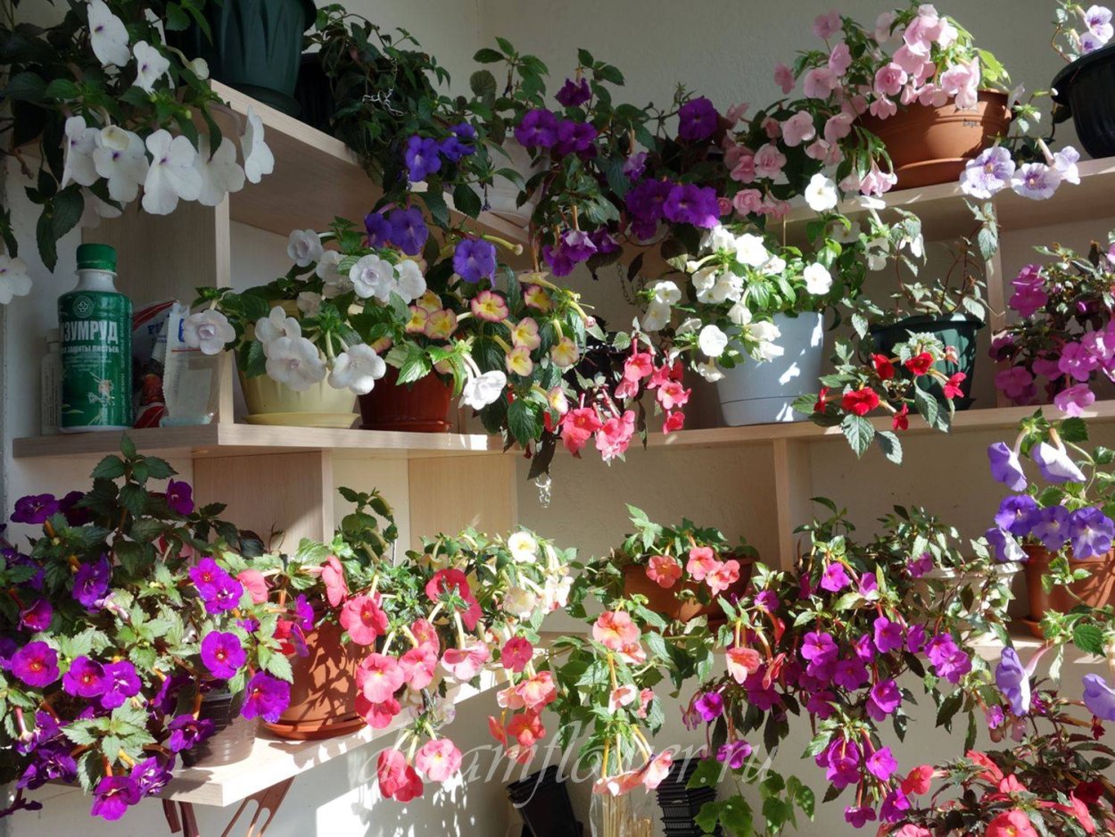 Как организовать место для ахименесов