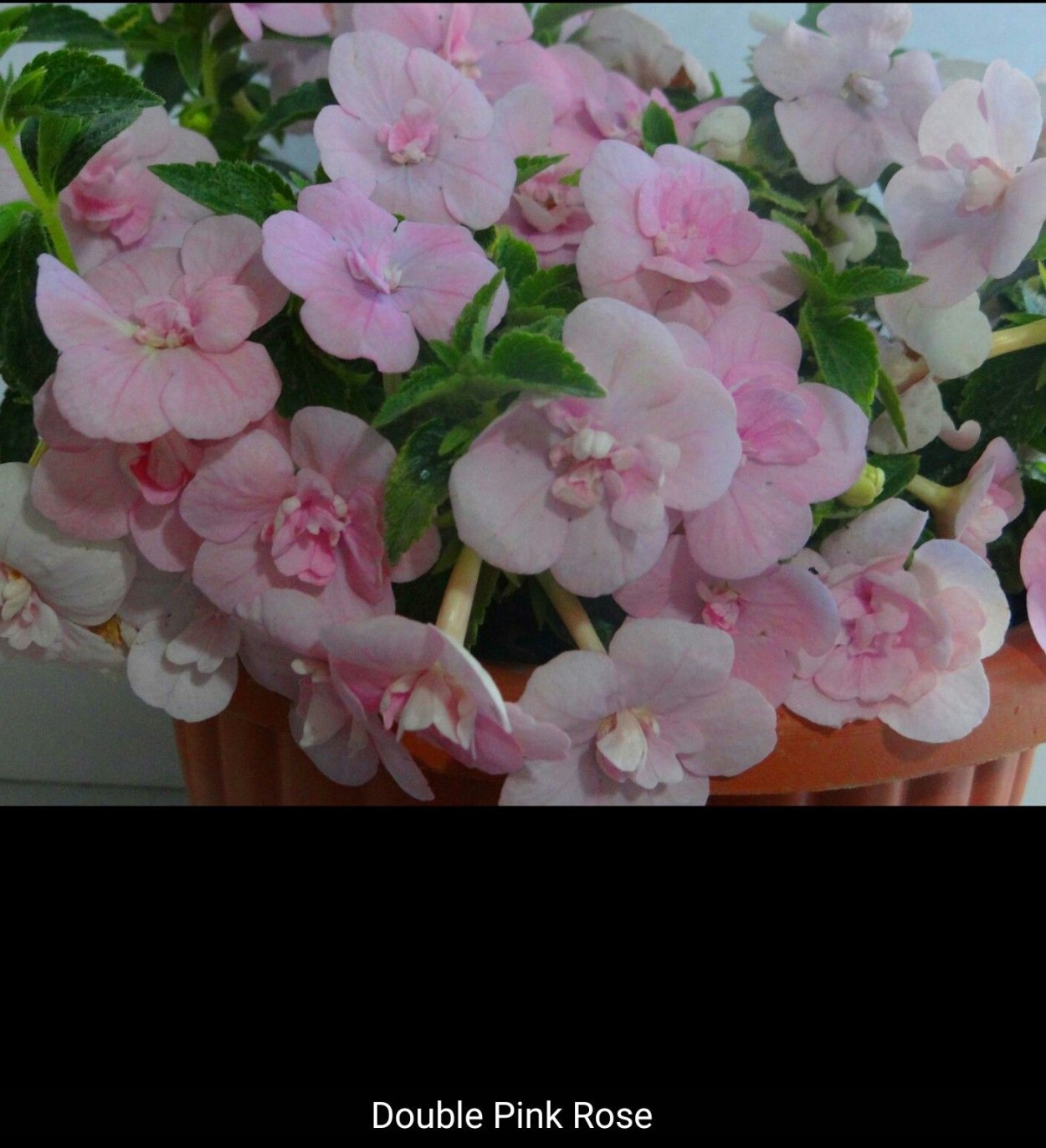 Ахименес Double Pink Rose