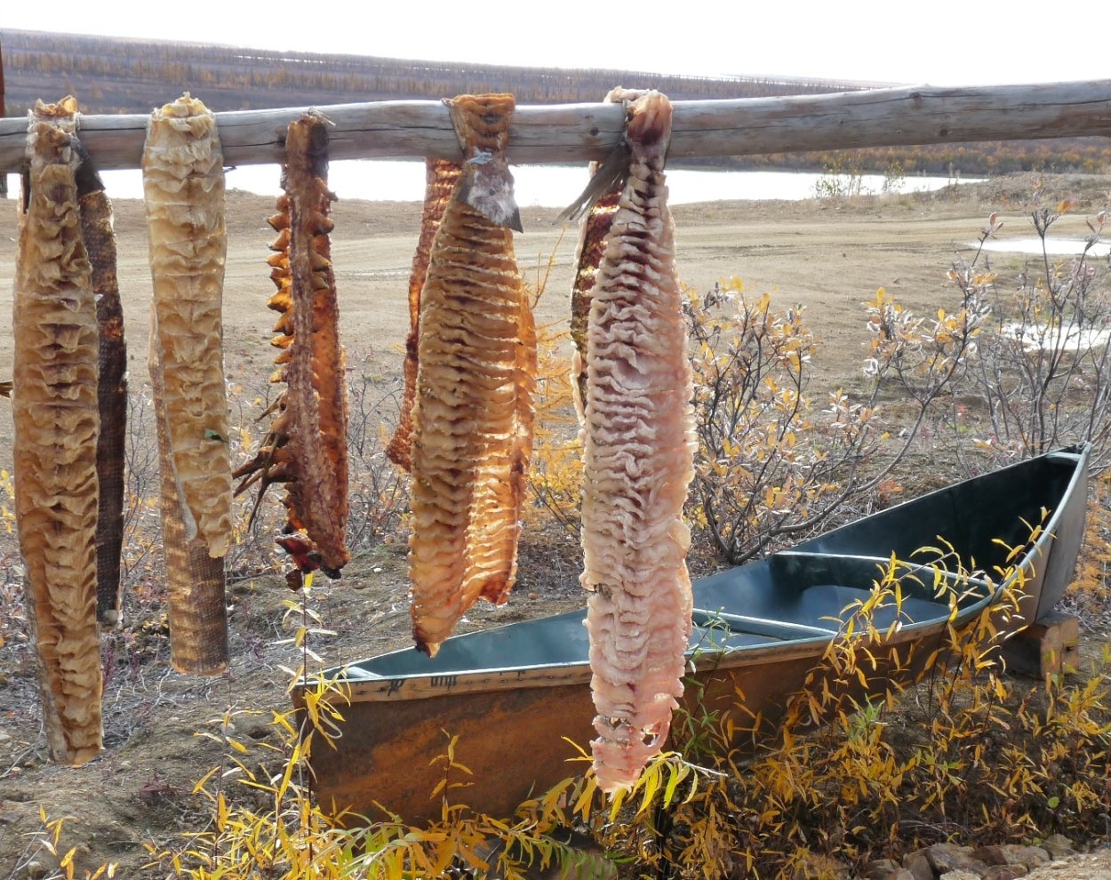 Юкола симы рыба