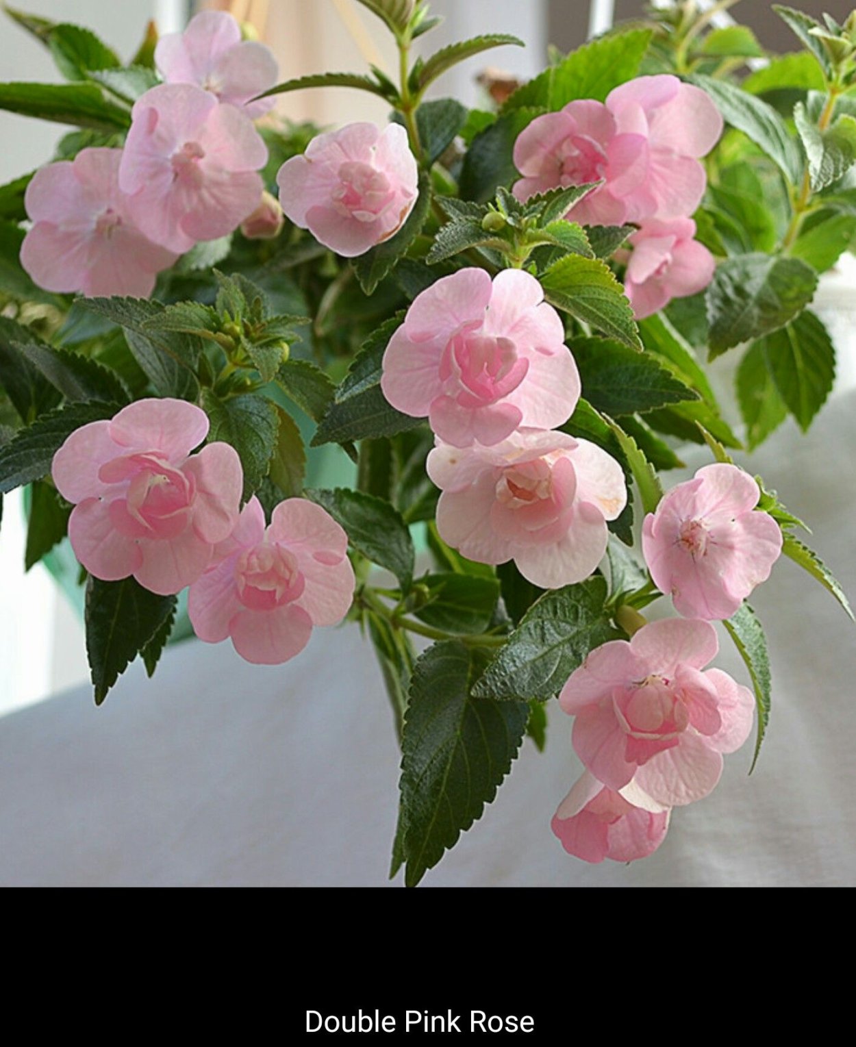 Ахименес Double Pink Rose