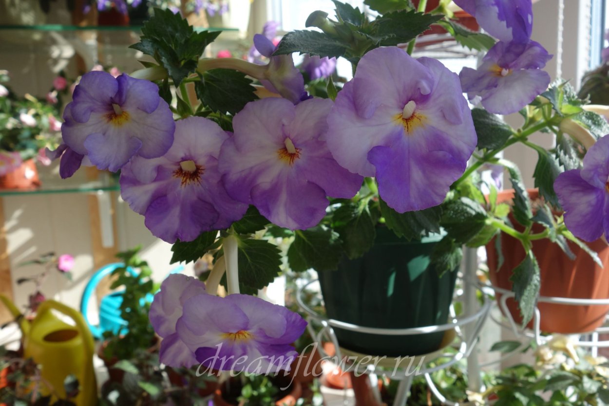 Ахименес Санторини