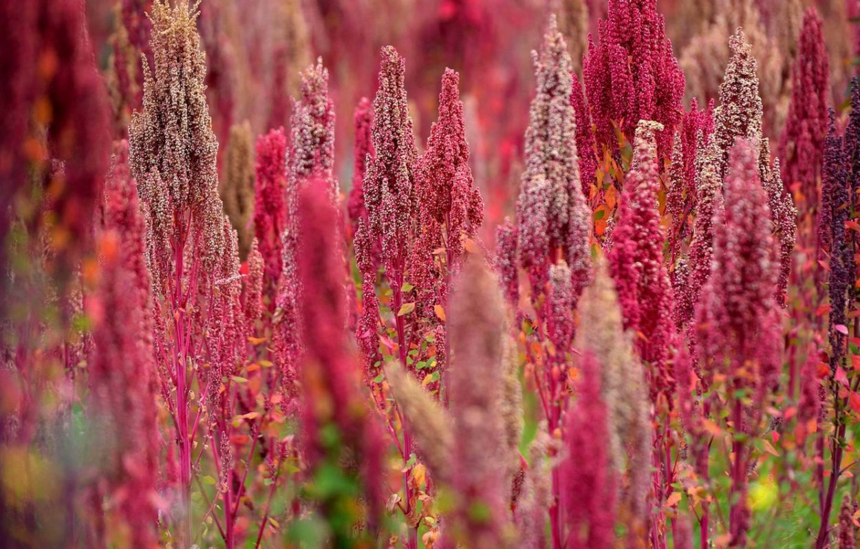 Тропическое растение Скопелия