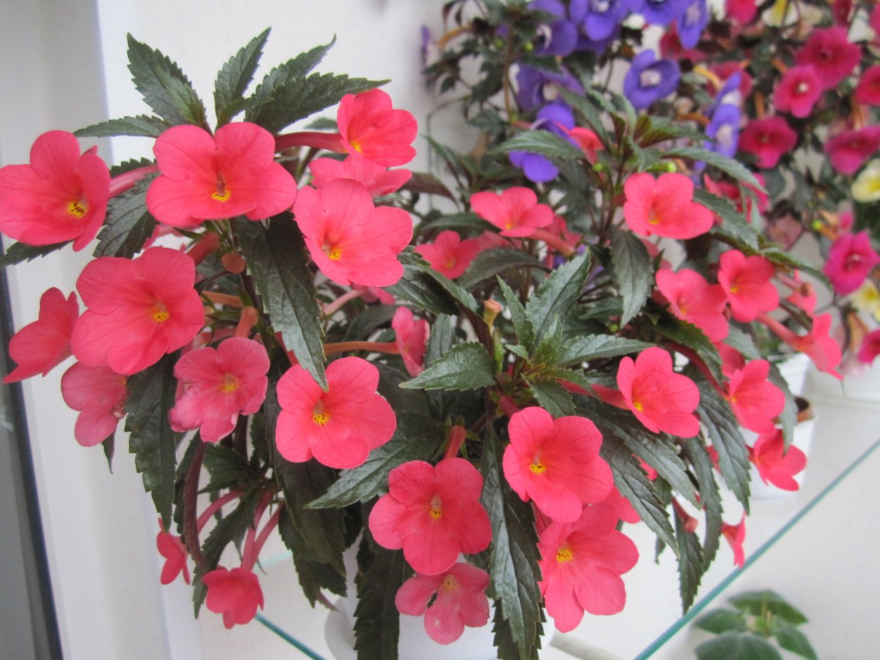 Ахименес Сабрина