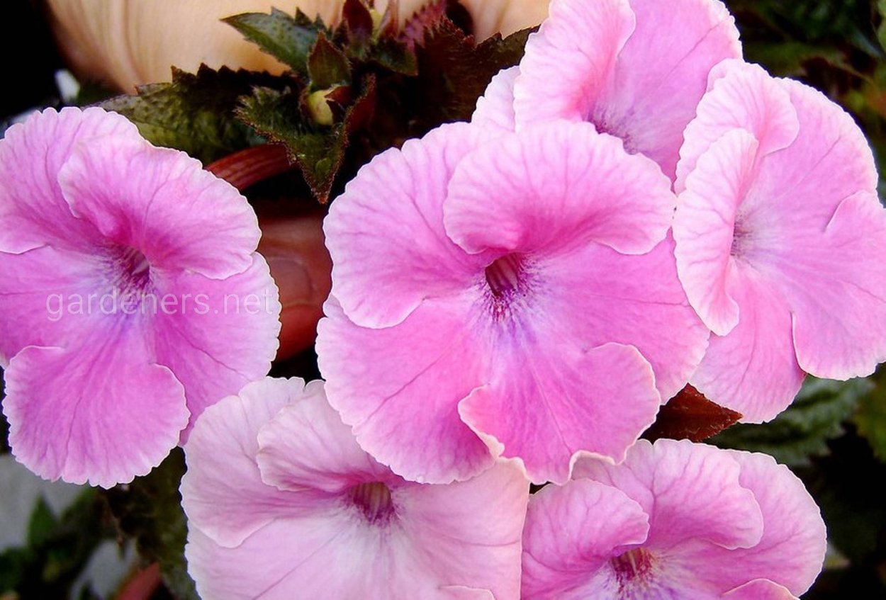 Ахименес African Violet фото