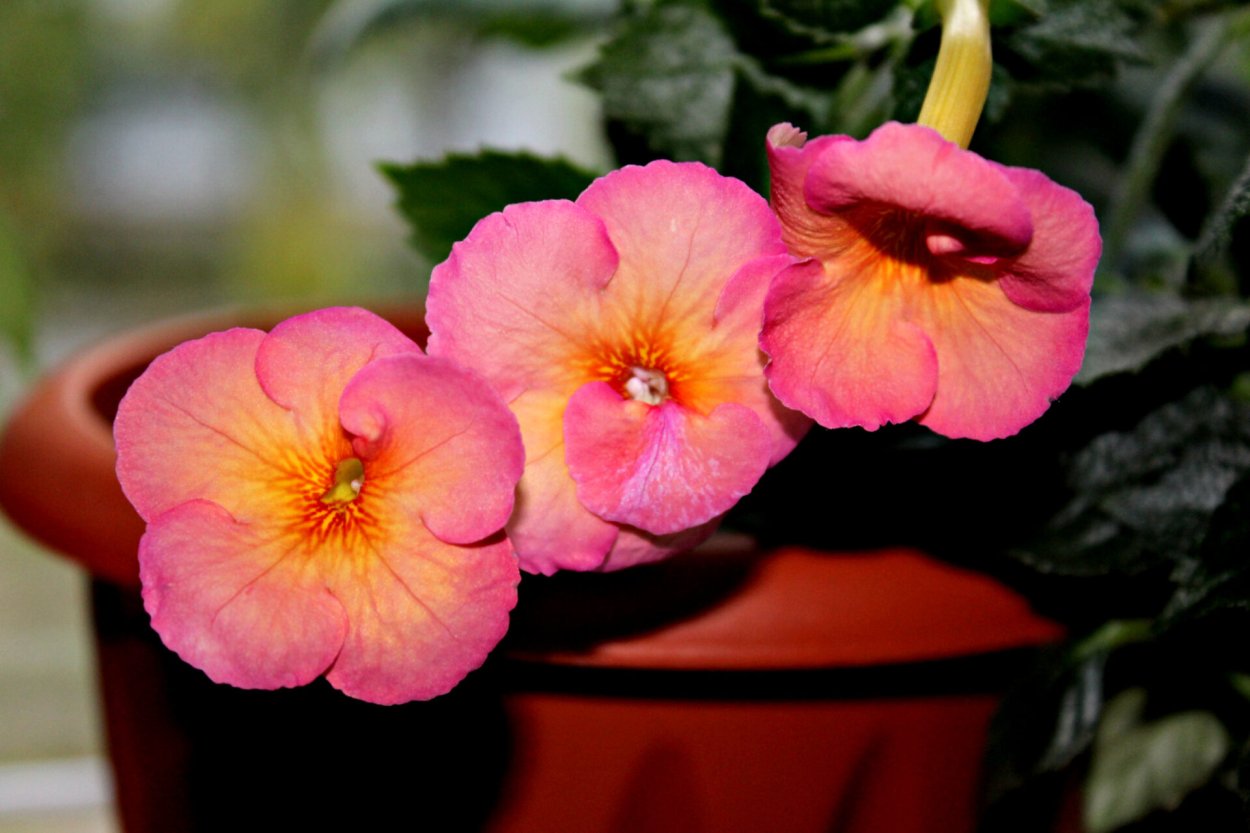 Ахименес Jewel Pink