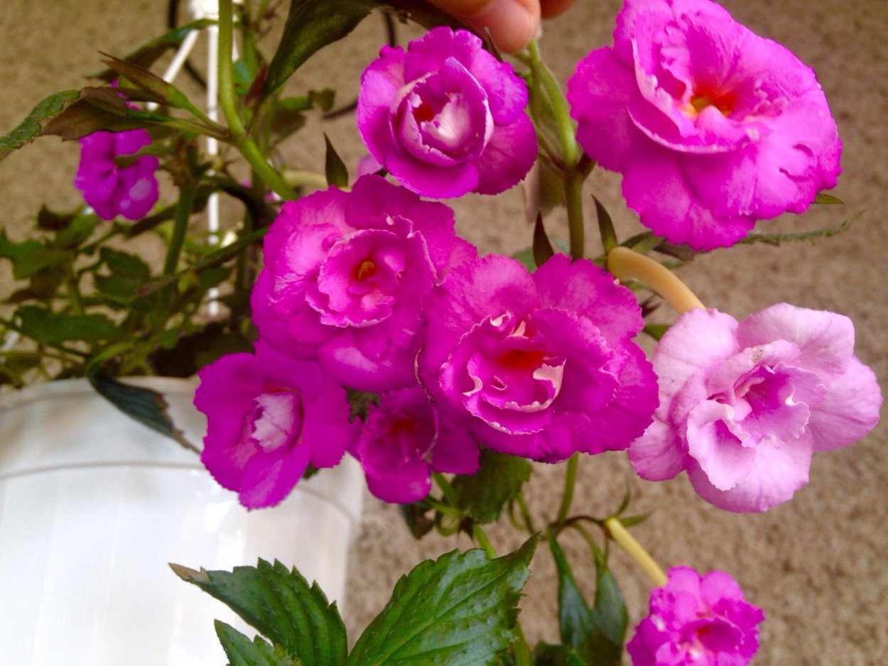 Ахименес Anastasia