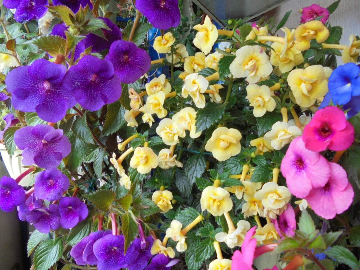 Ахименес сиреневый ампельный