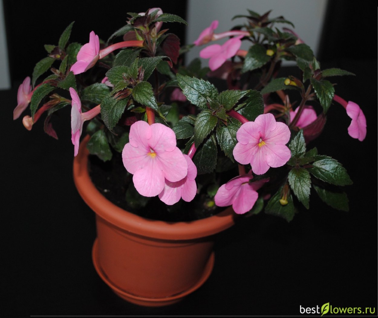 Ахименес Pink Glory