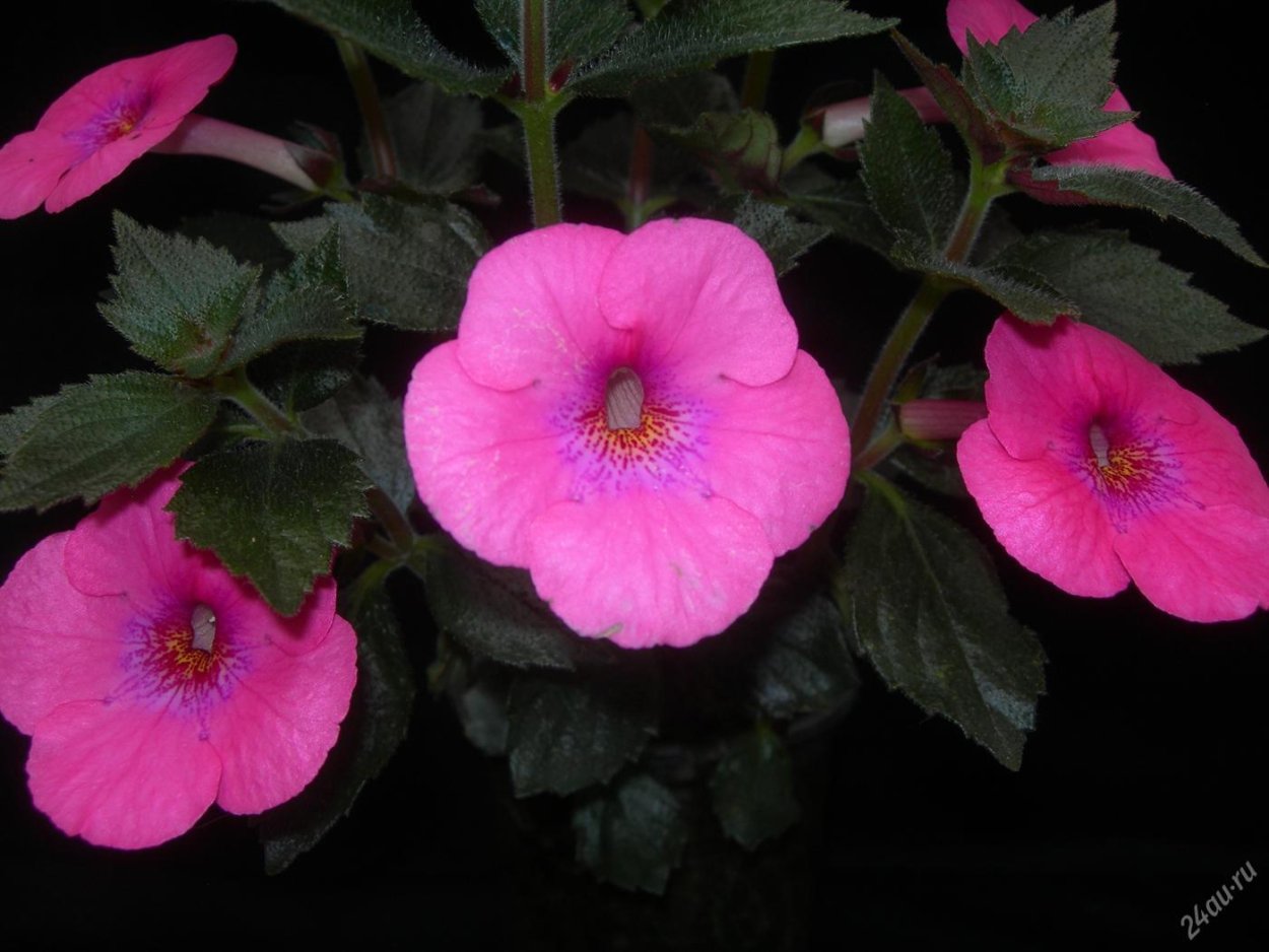 Ахименес Пинк