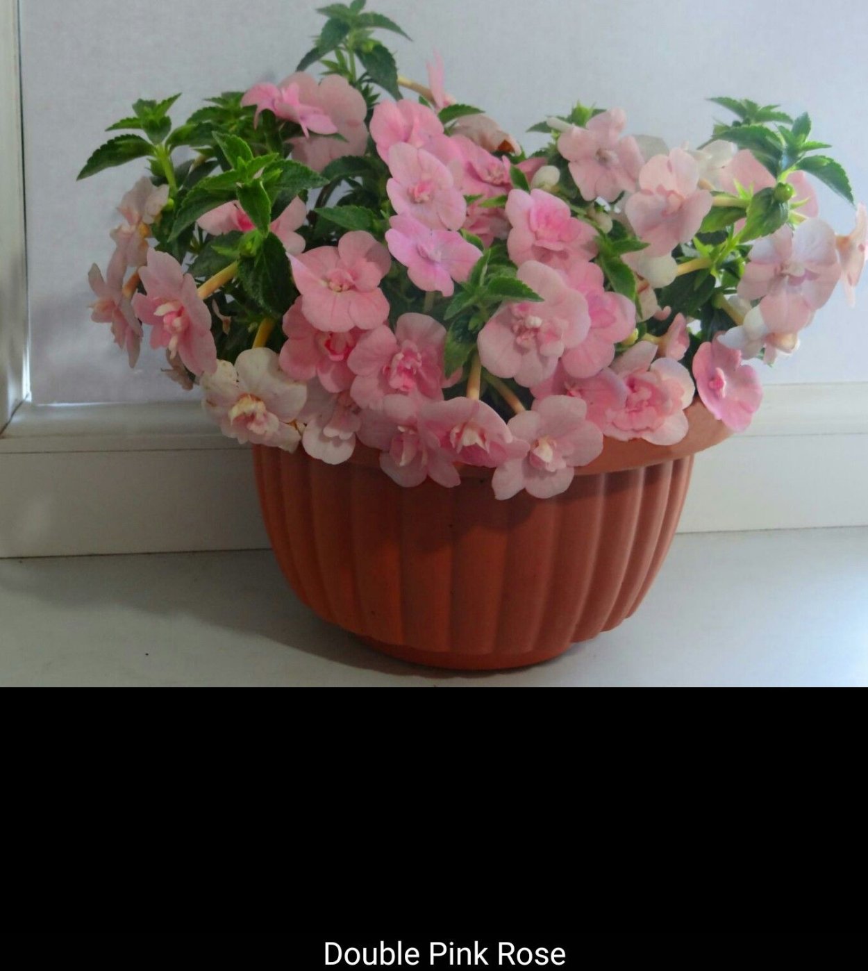 Ахименес Double Pink Rose