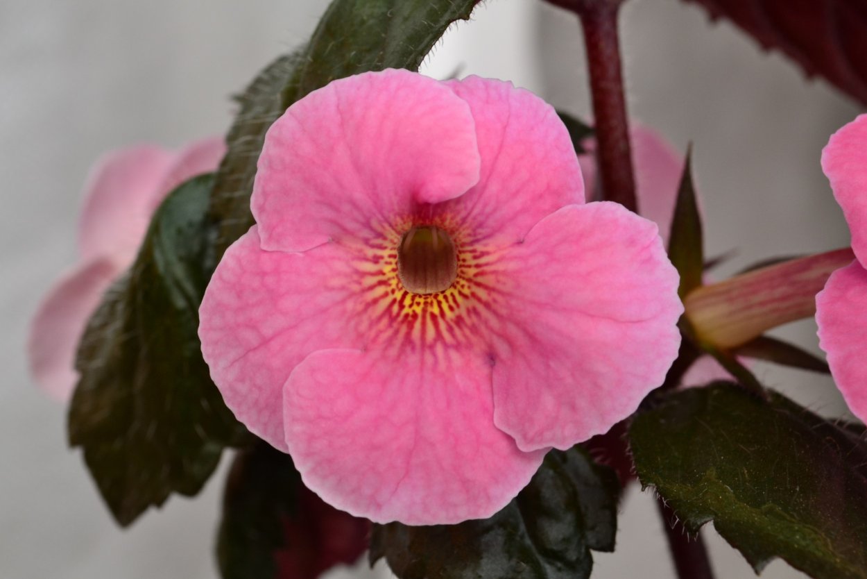 Ахименес Konrad Michelssen