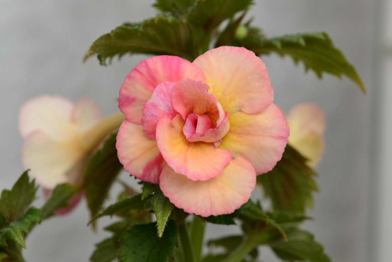 Ахименес ситро