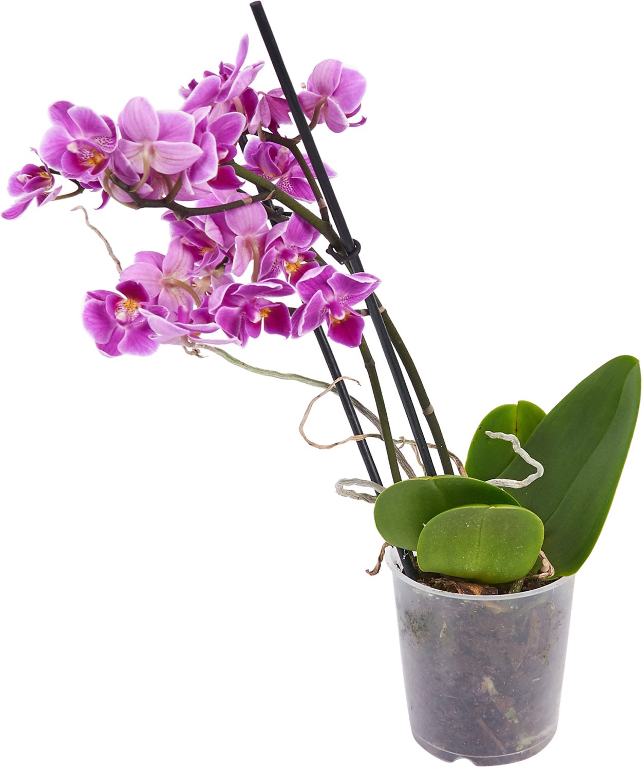 Фаленопсис Каскад микс