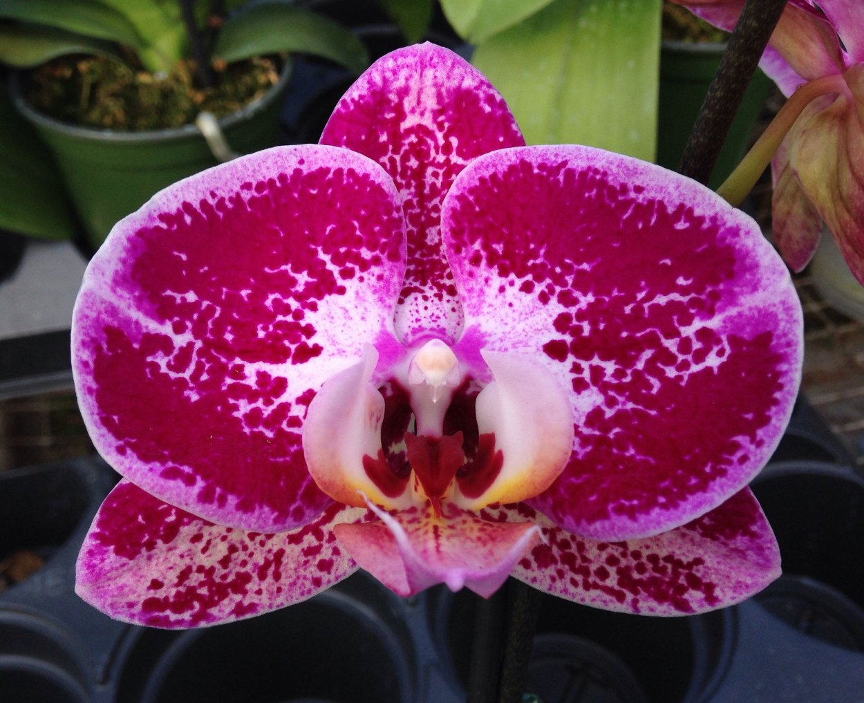 Орхидея Chian Xen Pearl