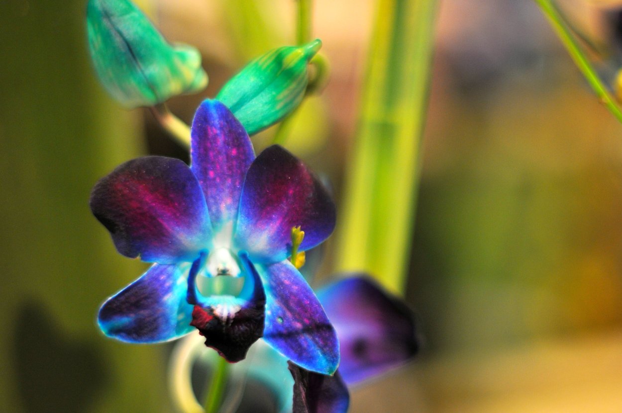 Фаленопсис Bluish Purple