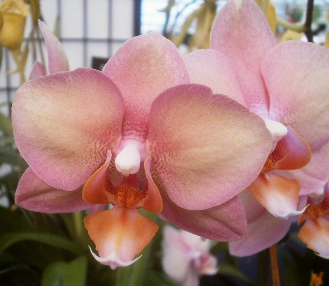 Фаленопсис Hsin Circus